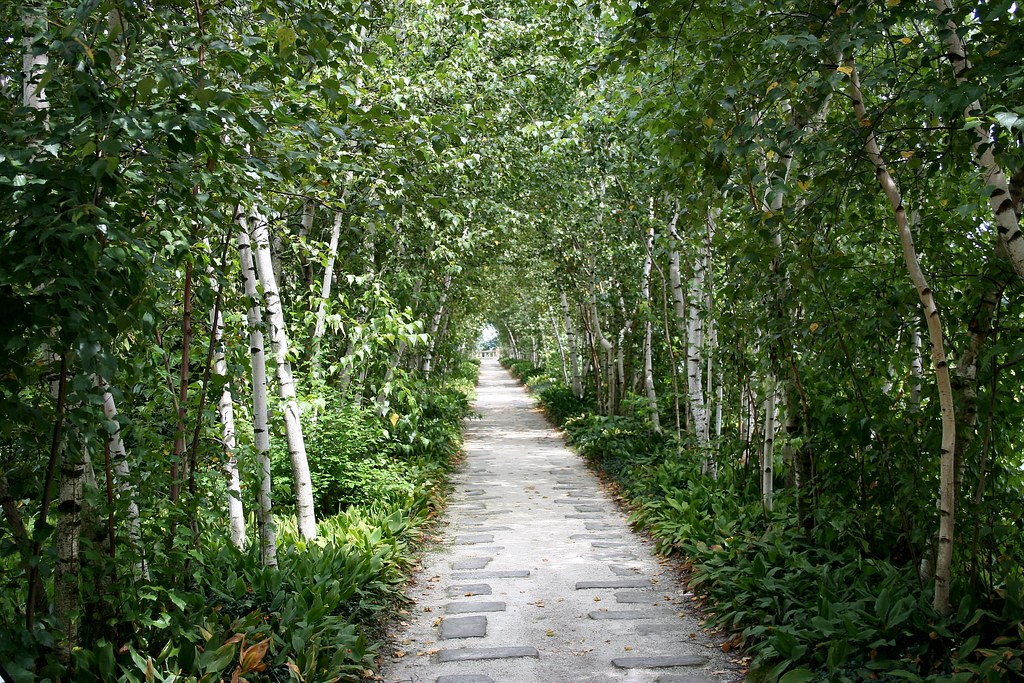 birch tree allee