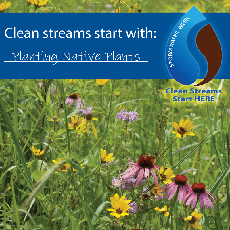 stormwater-week-clean-streams-start-with-native-plants_orig
