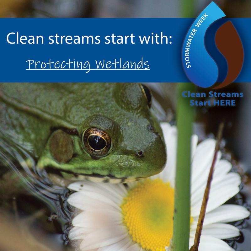 clean-streams-start-with-wetlands