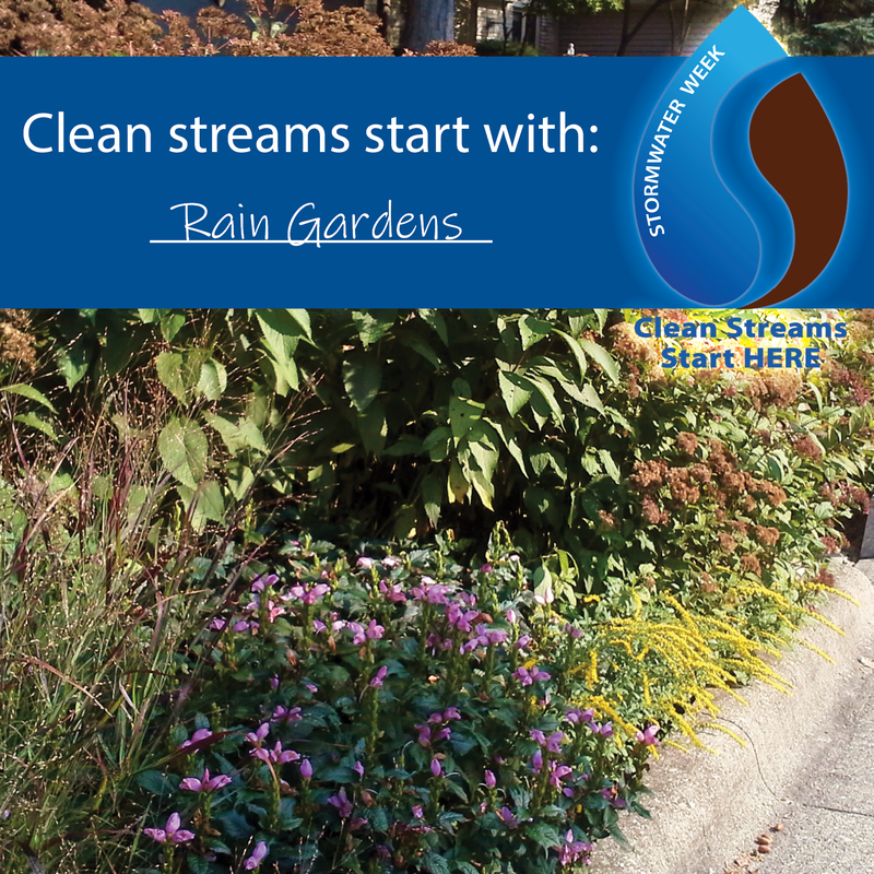 clean-streams-start-with-rain-gardens