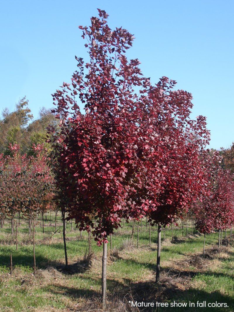 Brandywine_Maple_3